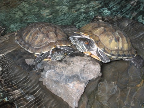 Breakfast with Turtles 002.jpg
